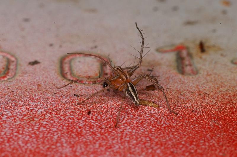 Oxyopes_ZZ606_D7736_Z_90_North Stradbroke island_Australie.jpg